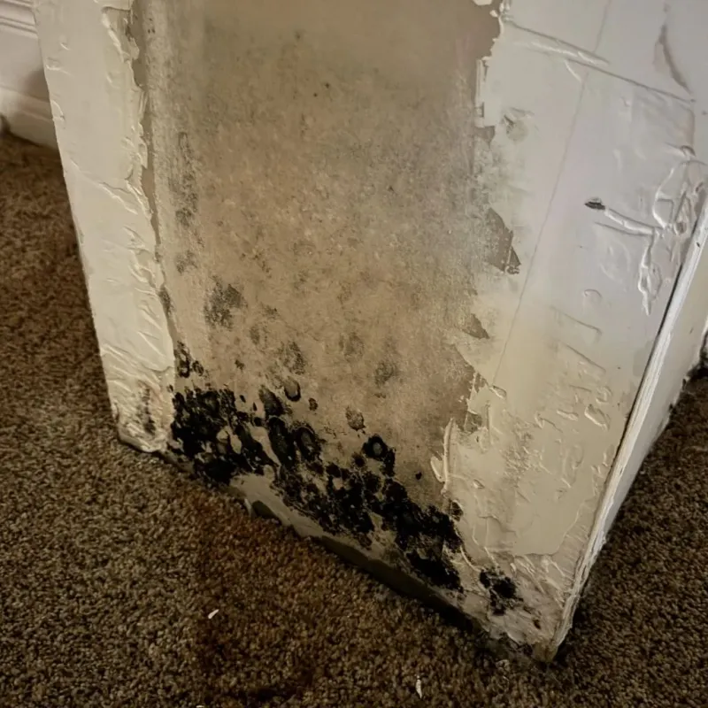 Professional Mold Removal in Rolla, ND